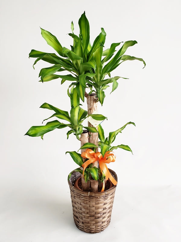 マッサン 幸福の木 8号鉢 かご・鉢皿付