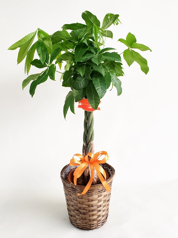 パキラ 記念樹 8号鉢 かご・鉢皿付