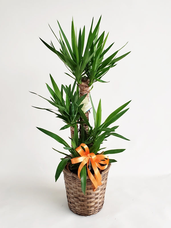 ユッカ 青年の木 8号鉢 かご・鉢皿付