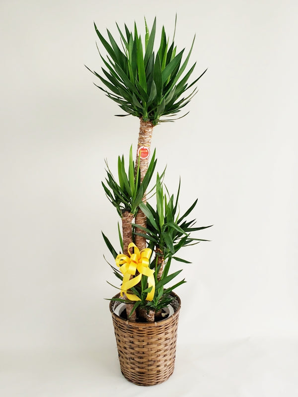 ユッカ 青年の木 10号鉢 かご・鉢皿付