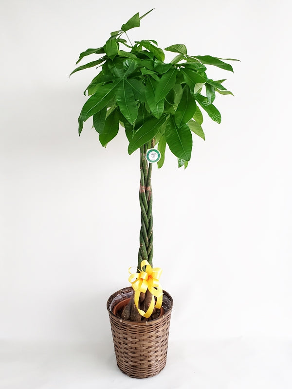 パキラ 記念樹 10号鉢 かご・鉢皿付