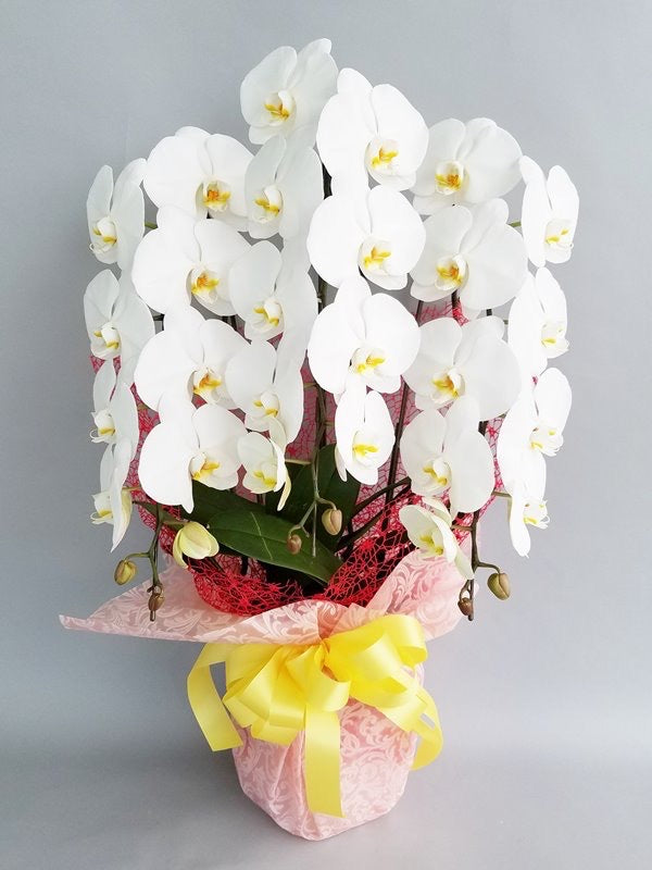 胡蝶蘭 白 3本立ち 15000円 soran-kr015