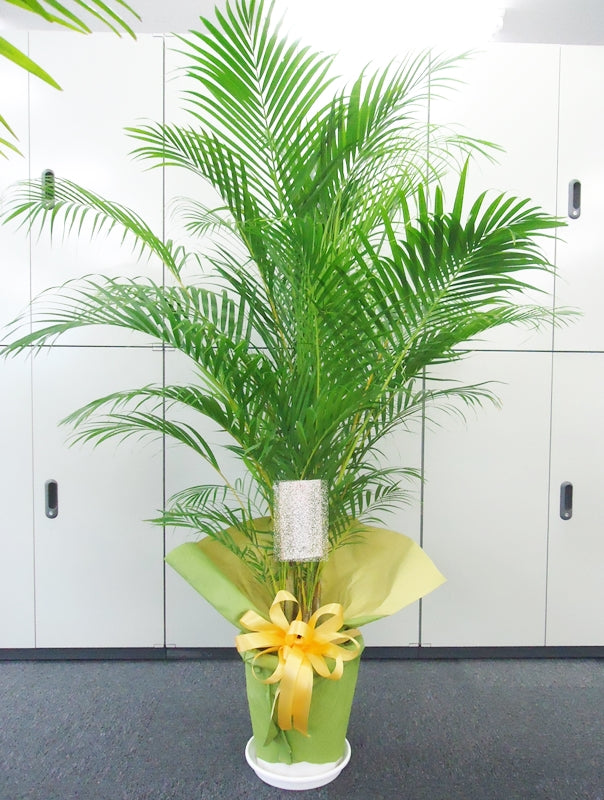 アレカヤシ 10号鉢 かご・鉢皿付