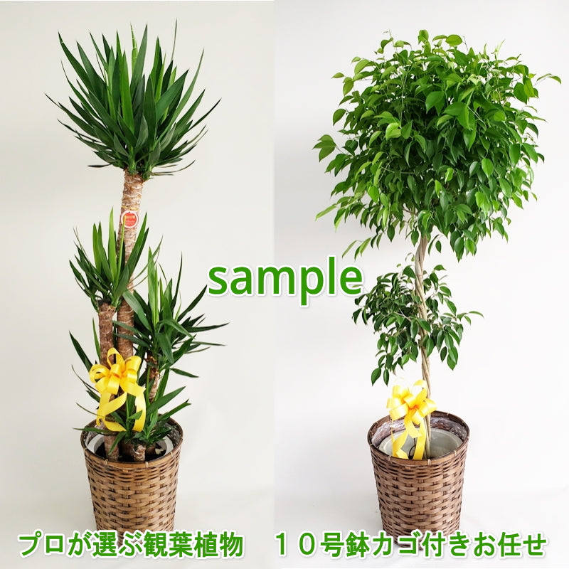 お花の専門店 soranにお任せ観葉植物 10号鉢 カゴ鉢皿付