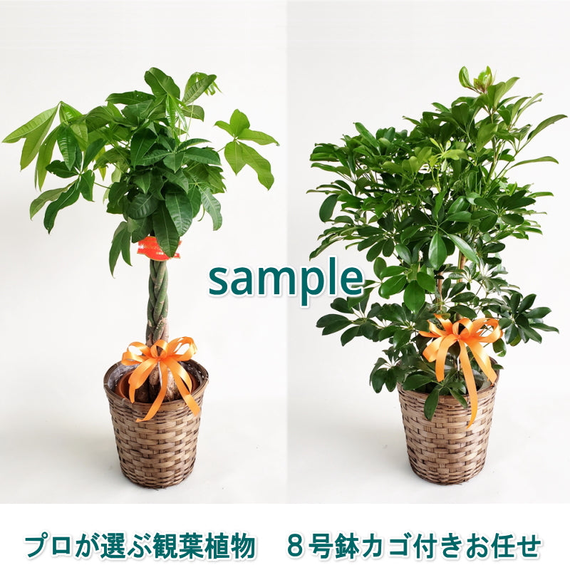 お花の専門店 soranにお任せ観葉植物 8号鉢 カゴ鉢皿付