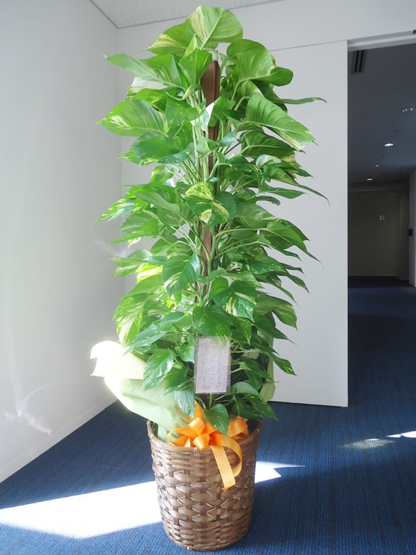 ポトス 10号鉢 カゴ鉢皿付