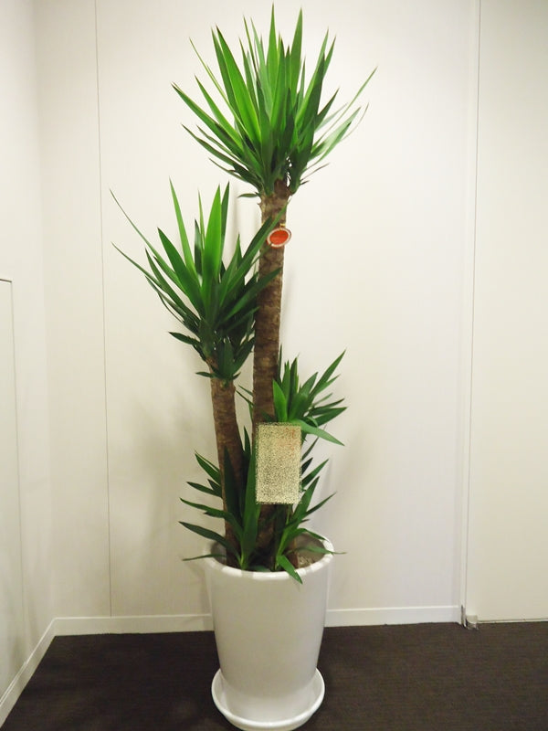 ユッカ 青年の木 10号鉢 ホワイト陶器鉢皿付